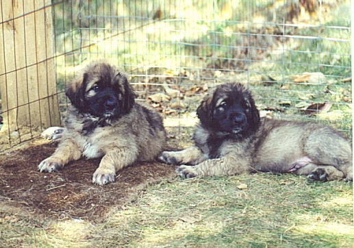 Relaxing in the yard at 5 weeks old.