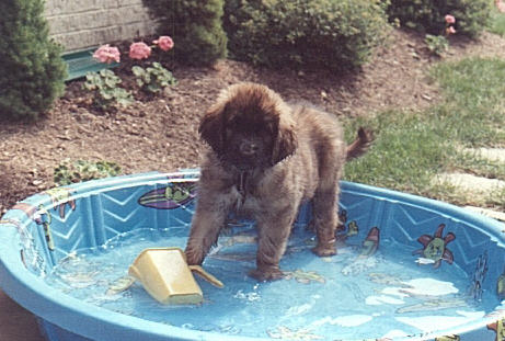 In the pool at 7 weeks old.  Actually, they started climbing into the pool by themselves at 4 weeks. 