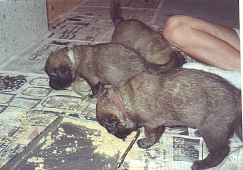 Yummy.......Puppy gruel!  We're getting big now at 3 weeks!